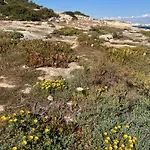 233 Casa Galo Porches (Algarve)